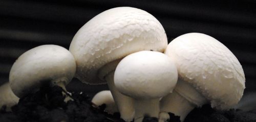 Bio-Fungi csiperkegomba termesztés