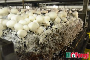 Bio csiperkegomba komposzt Bio-Fungi Áporka
