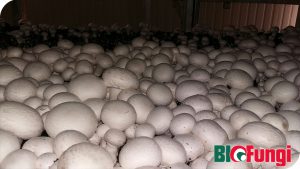 Csiperkegomba komposzt Bio-Fungi Áporka