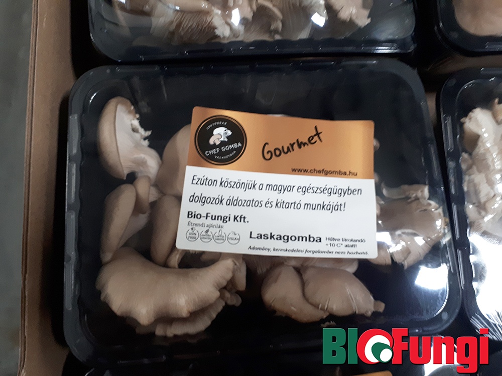 BioFungi Szent Laszlo Korhaz adomany laskagomba koronavirus