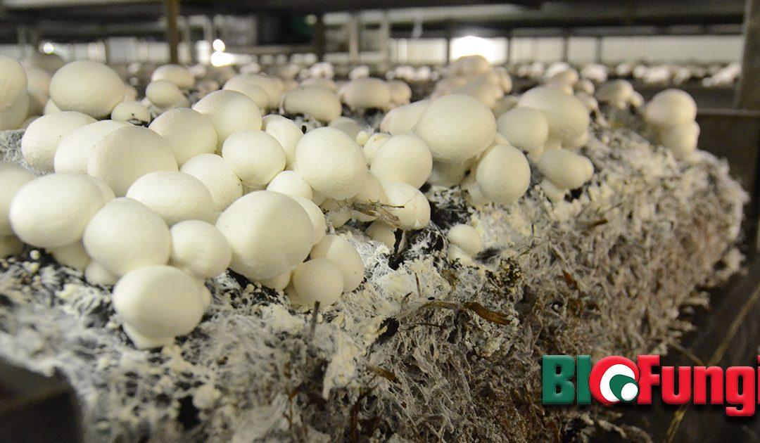 Why is mushroom growing in the US and Europe different?