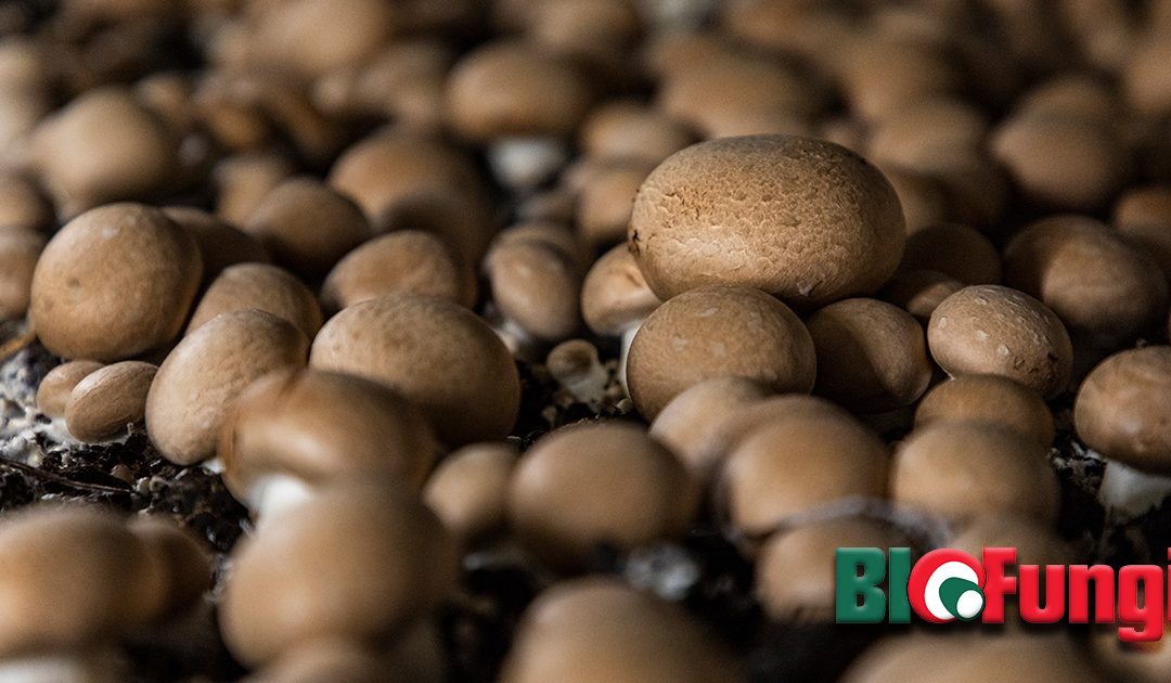 Elkapkodják a magyarok ezt a szuperélelmiszert a boltokból