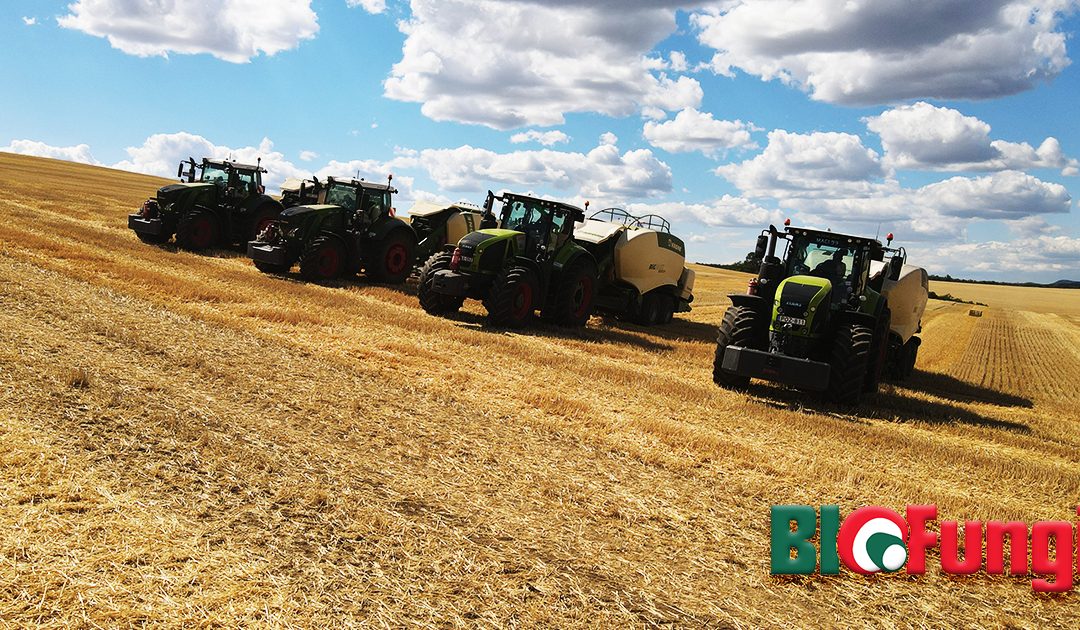 Straw season 2022