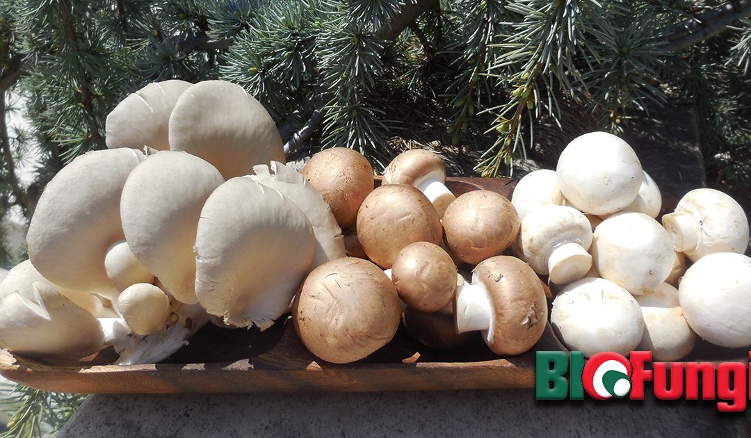 Mushrooms show promise to improve feed efficiency in pigs