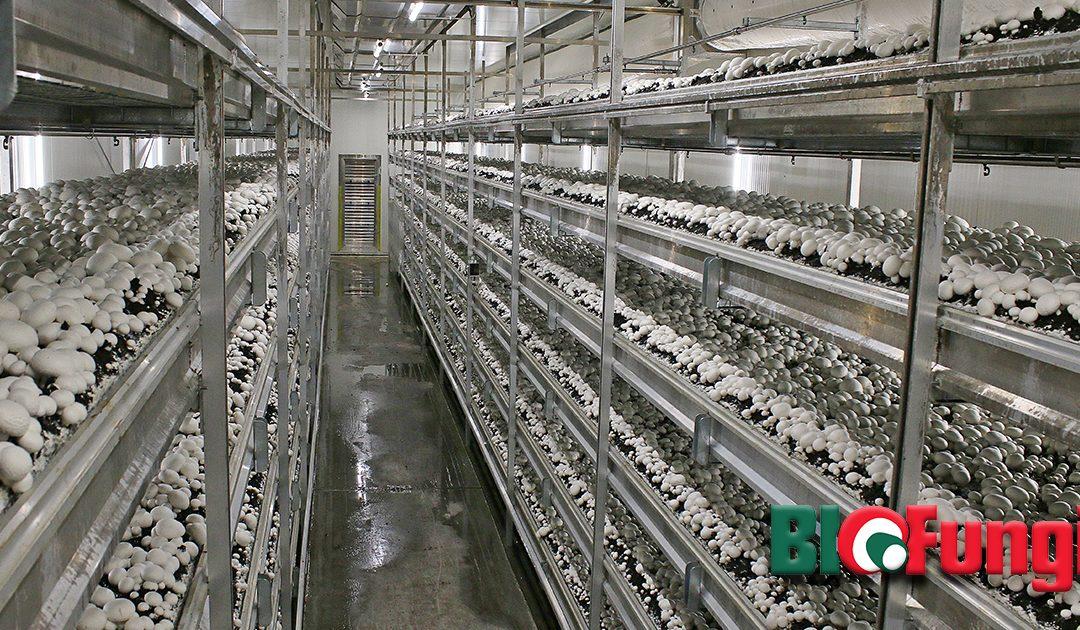 Coping with labour shortages for mushroom picking