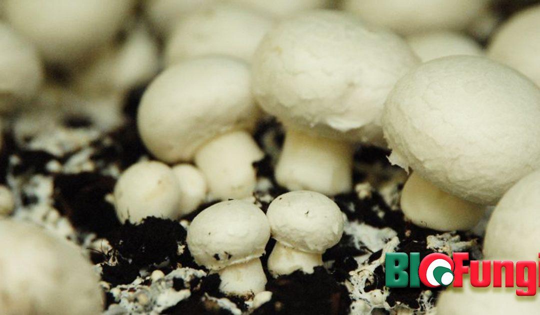 Fungi-based protein that upcycles food waste