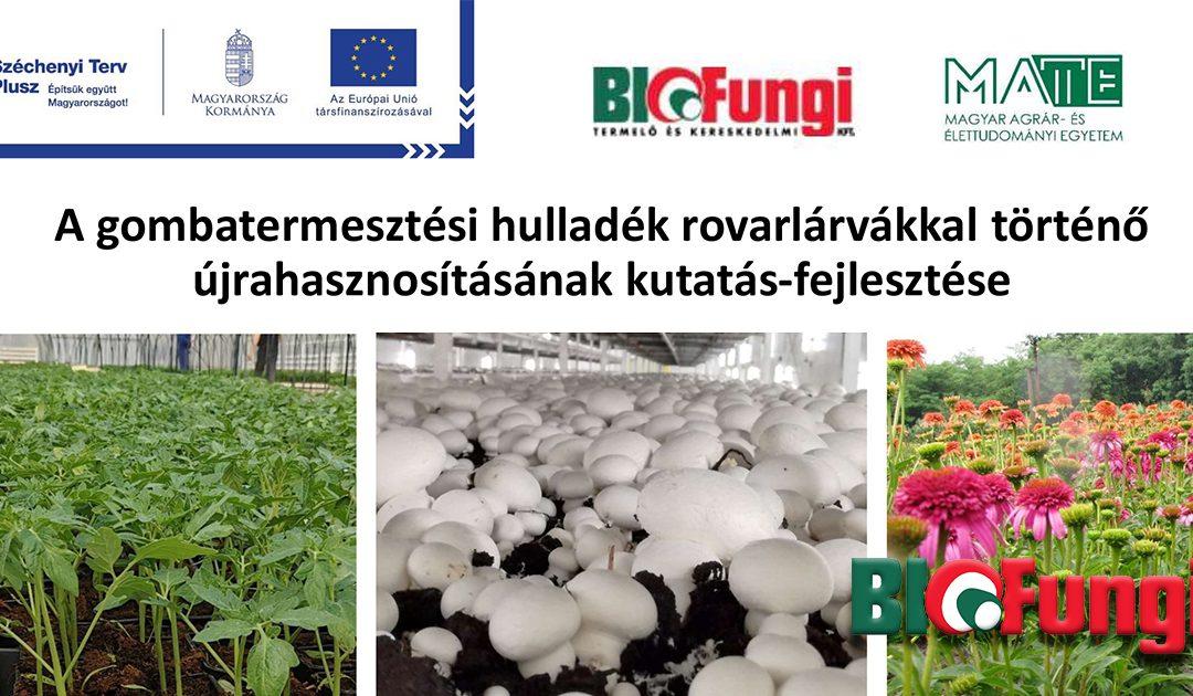 A gombatermesztési hulladék rovarlárvákkal történő újrahasznosításának kutatás-fejlesztése