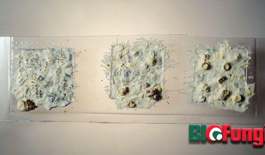 Cigarette butts get mushroom makeover