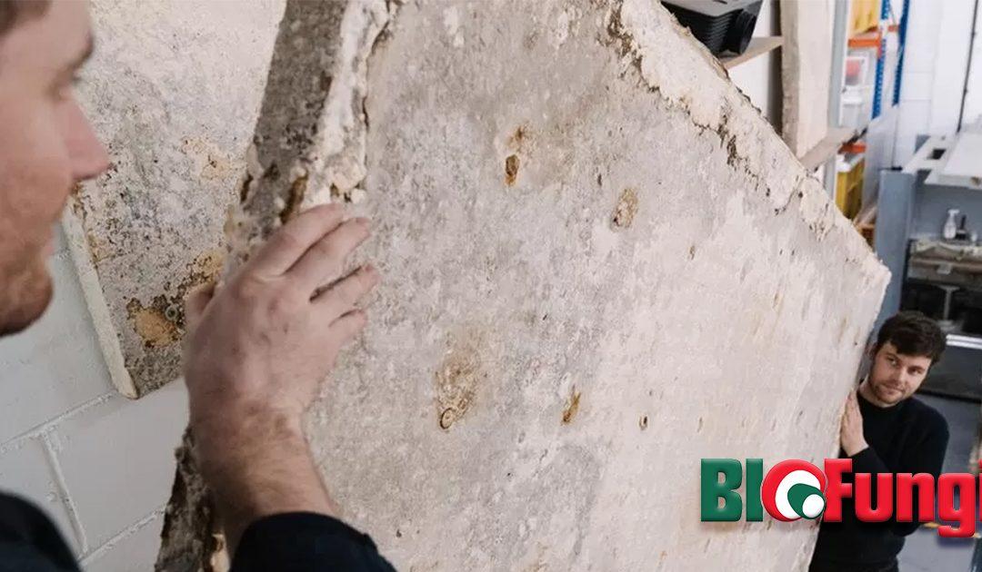 A gombából készült szigetelés lehet az építőipar új sztárja